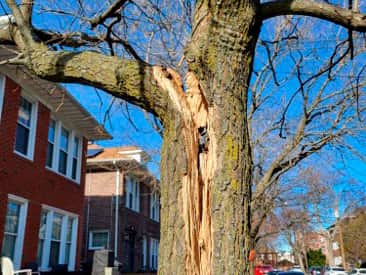 Emergency Tree