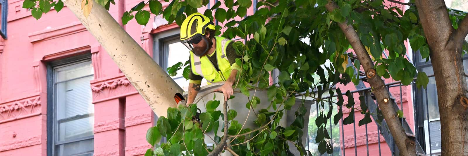 Tree Planting